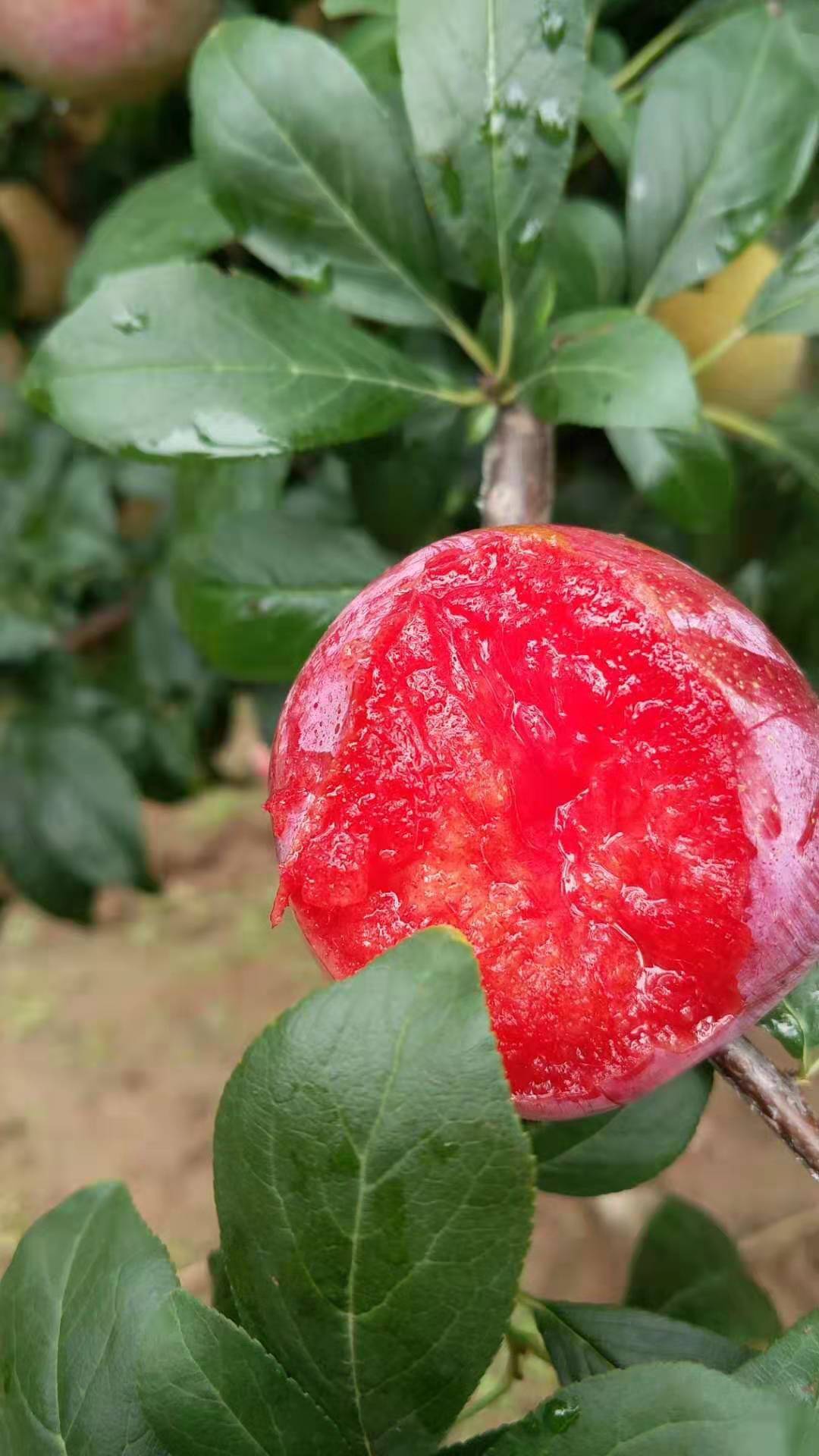 春季種植無病蟲錢排三華李子苗 