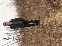 春季种植拉枝注意事项西梅李子苗克孜勒苏柯尔克孜自治州图片5