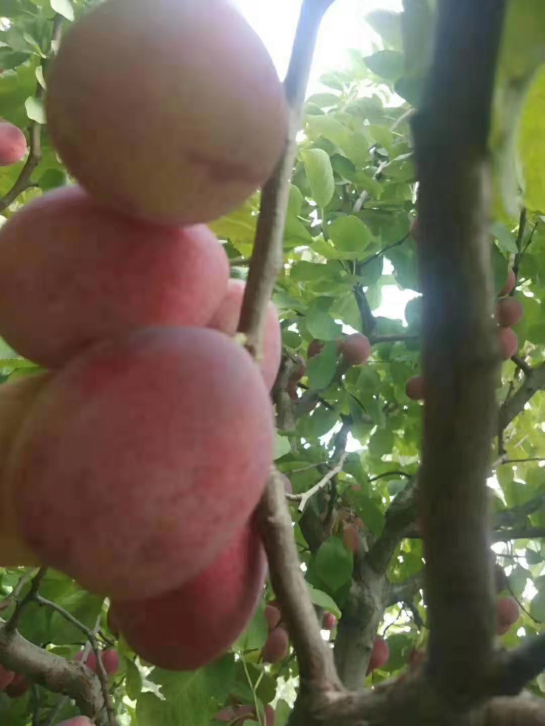 春季种植种植技术1年法兰西李子苗 