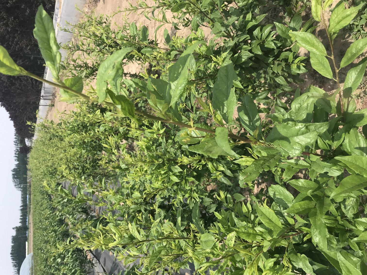 春季種植缺錳緩救措施錢排三華李子苗 宜春