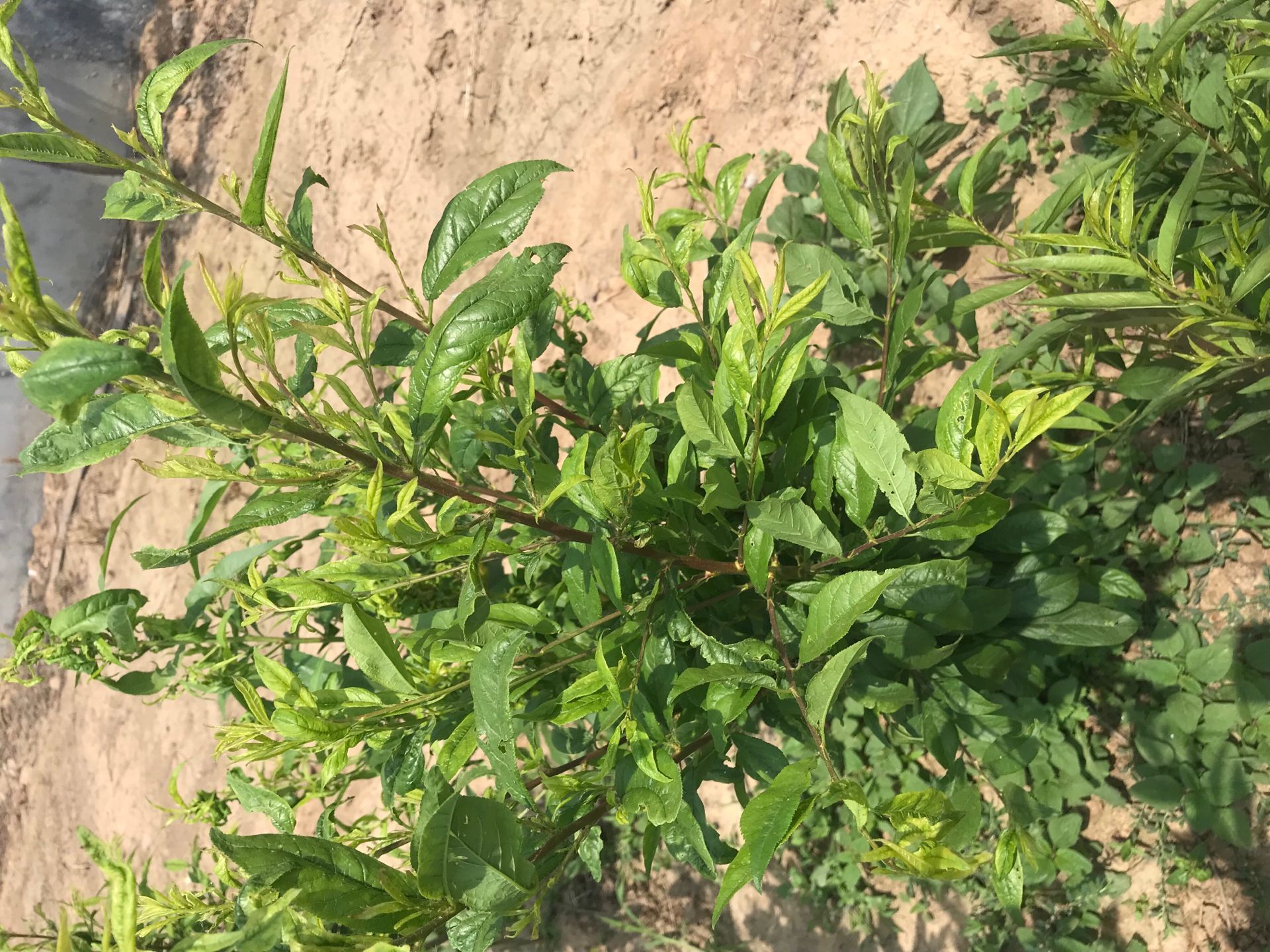 春季種植缺鐵性原理西梅苗 黃石