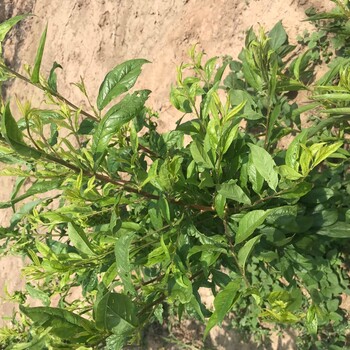 春季種植供貨地址西梅李子苗
