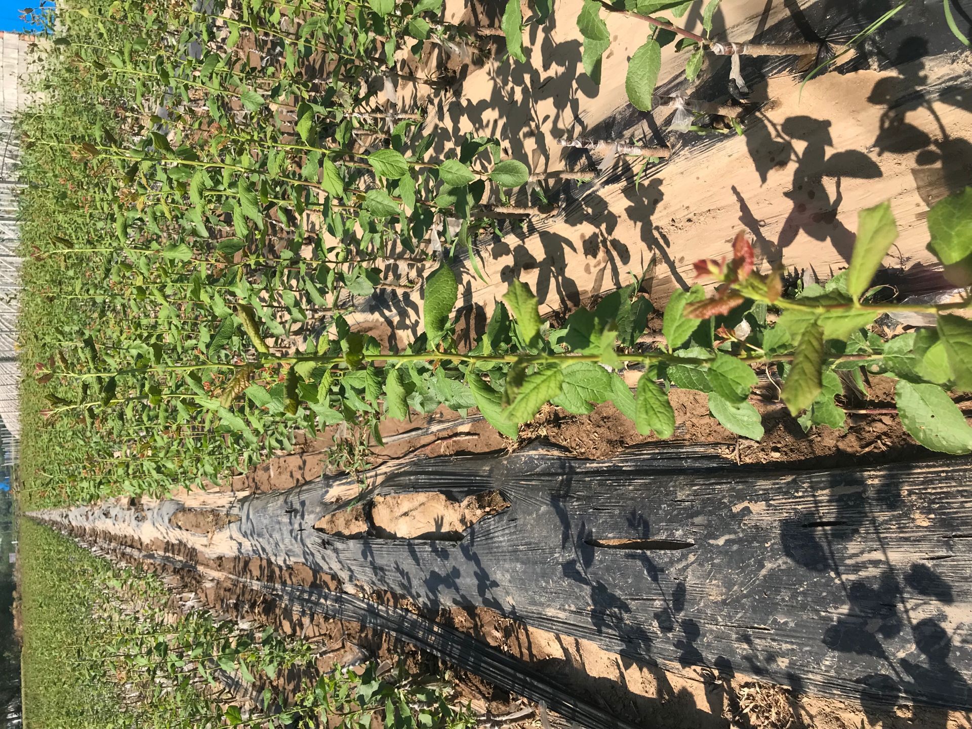 春季種植缺錳緩救措施錢排三華李子苗 宜春