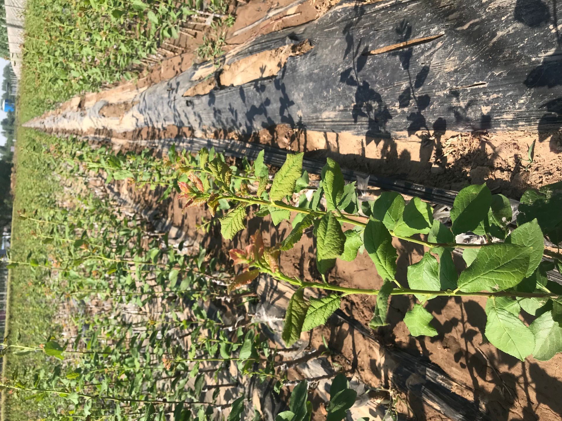 春季种植规格法兰西西梅苗 郴州