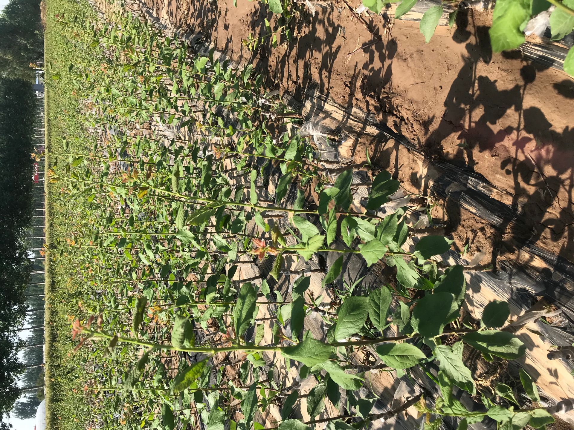 春季种植规格法兰西西梅苗 郴州