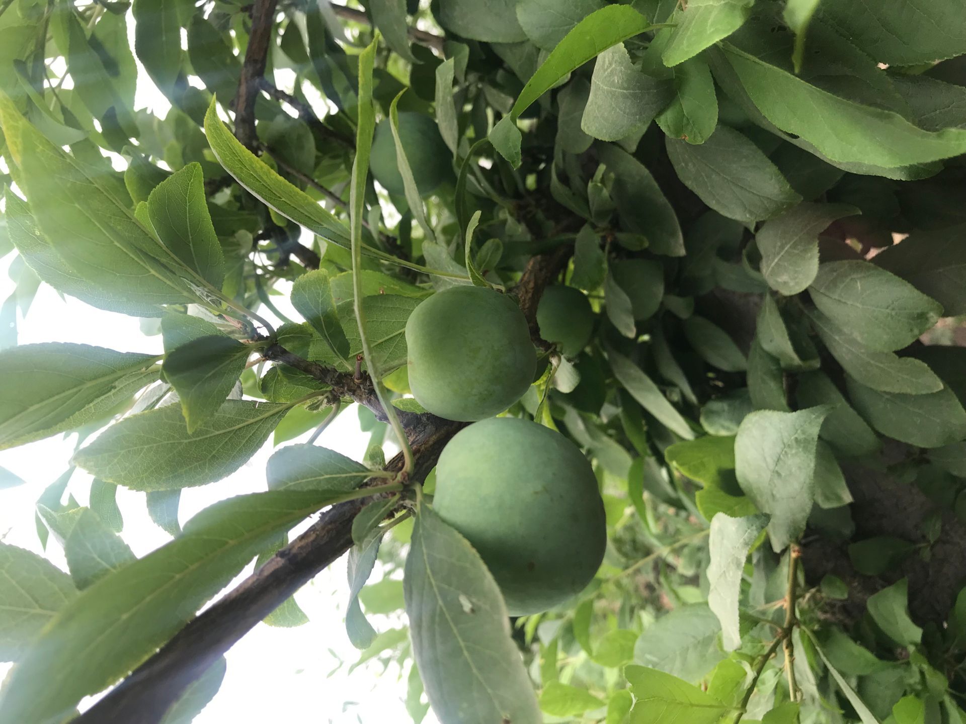 春季種植缺鋅補(bǔ)救措施味帝杏李苗 濱州