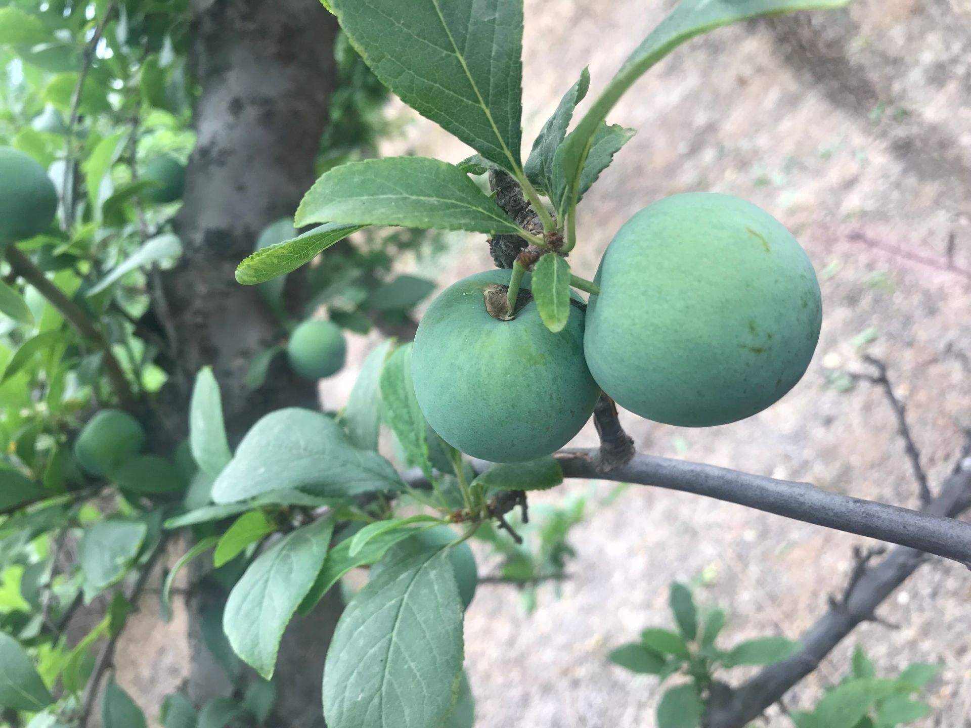 春季种植微量元素的使用钱排三华李子苗 