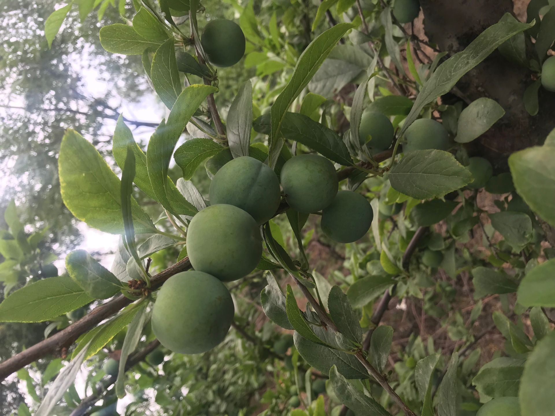 春季種植缺鋅補救措施黑霸李子苗 濱州