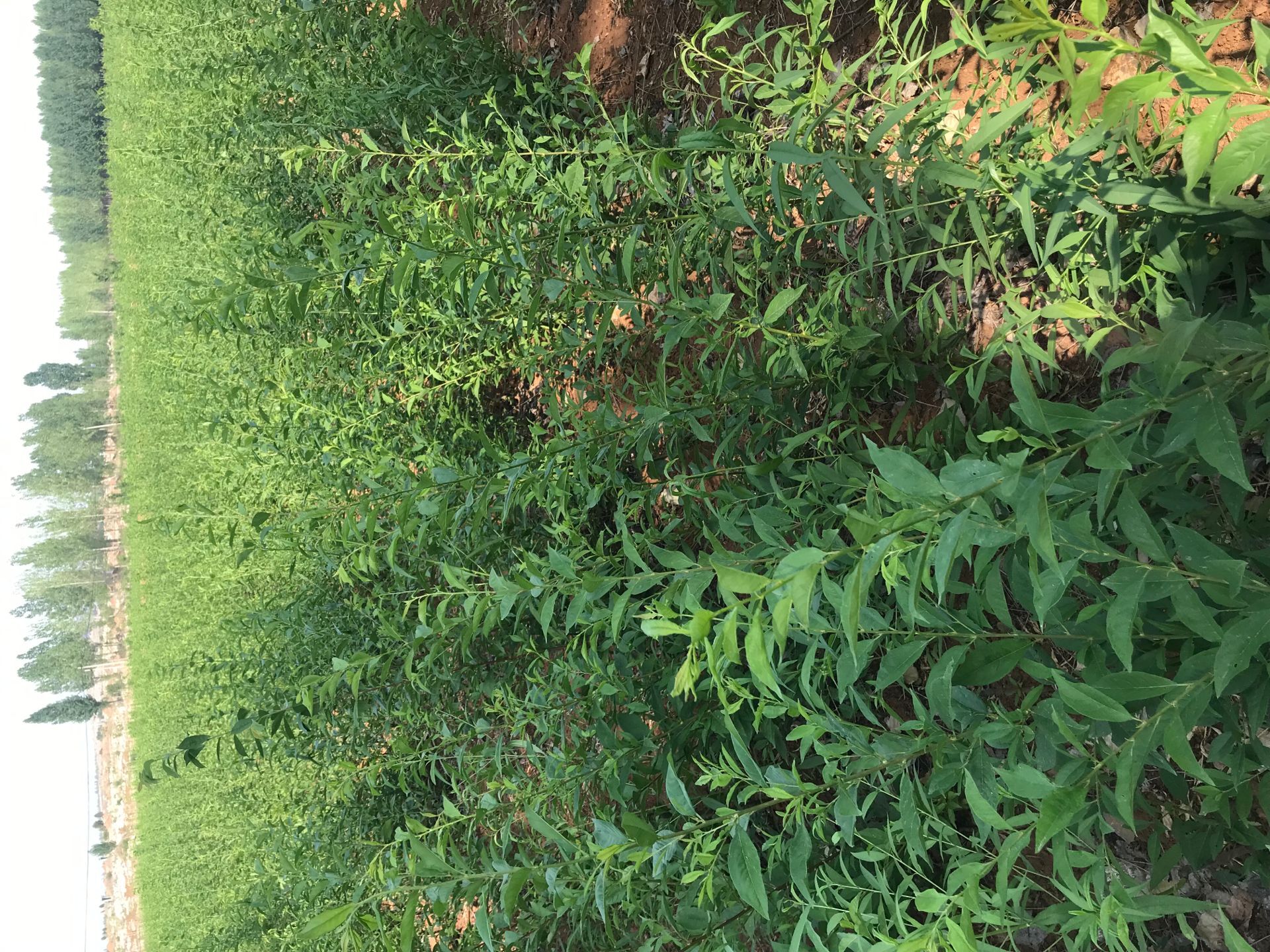 春季種植栽植時(shí)間李子苗 蜂糖李子樹苗大同