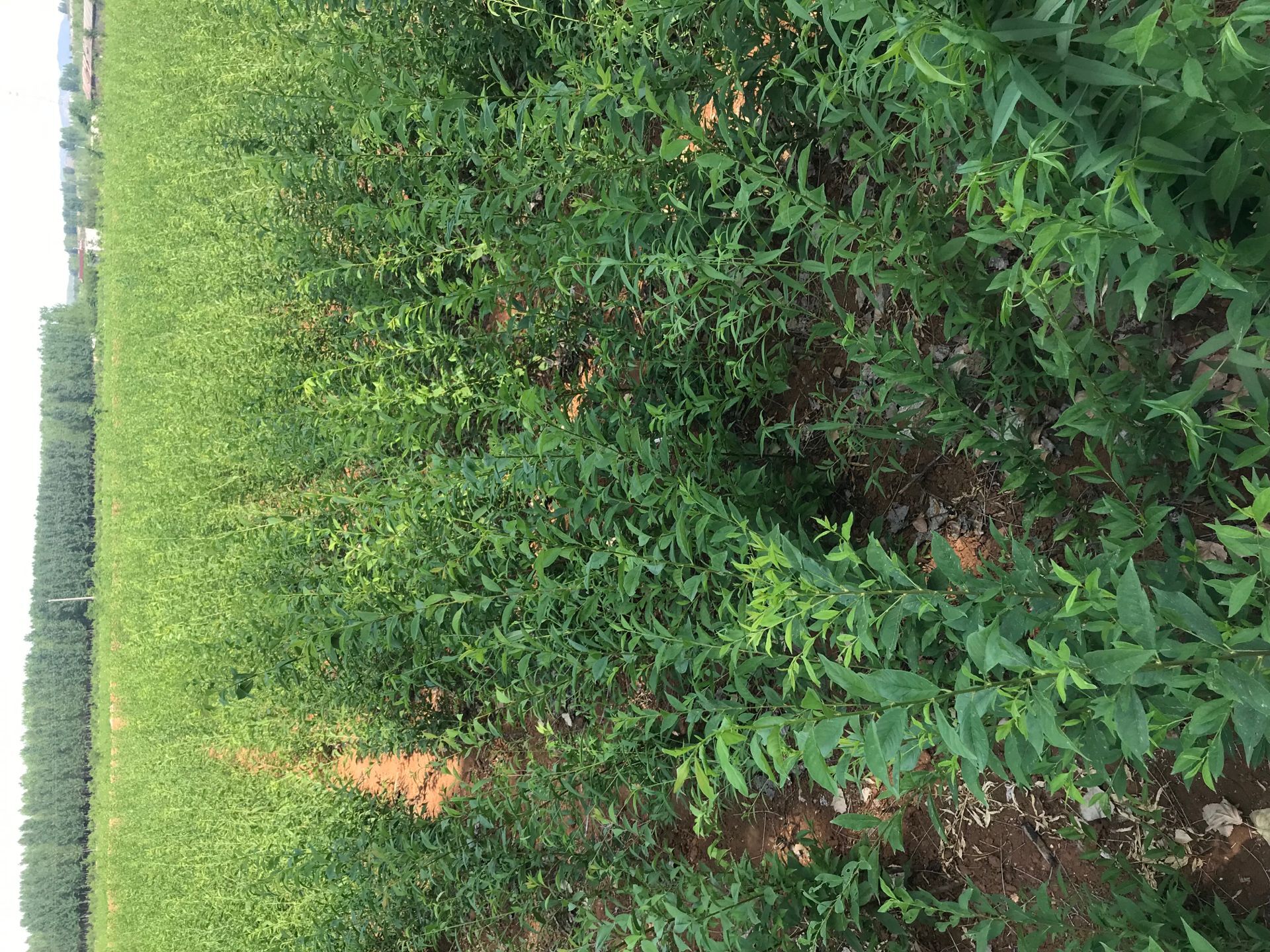 春季種植供貨地址三華李樹苗 