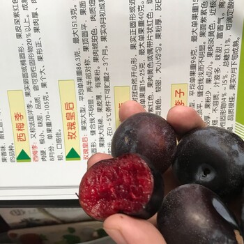 春季種植耐儲(chǔ)存脆紅李子苗