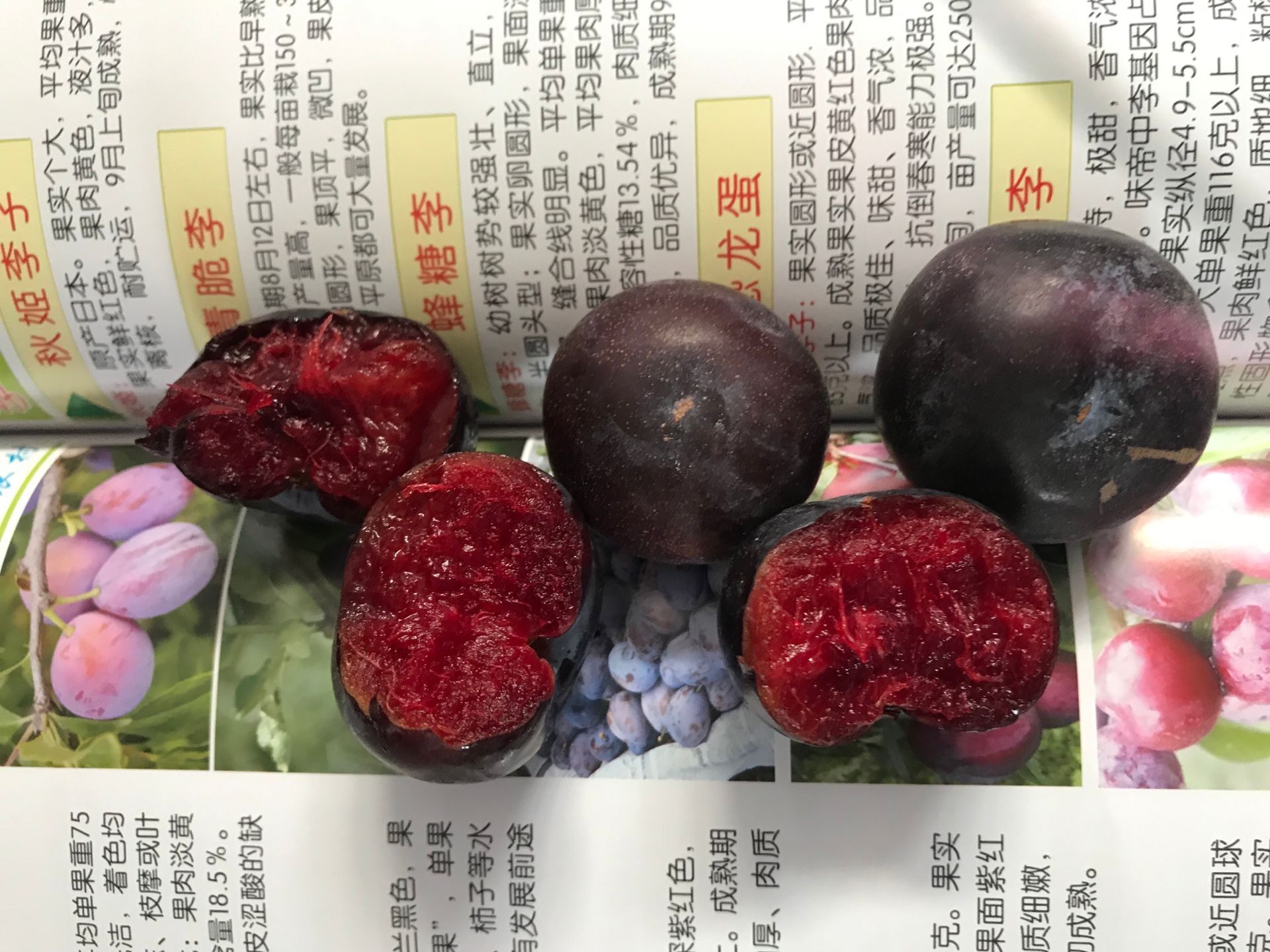春季種植農(nóng)家肥和復(fù)合肥的使用7號李子苗 西雙版納傣族自治州