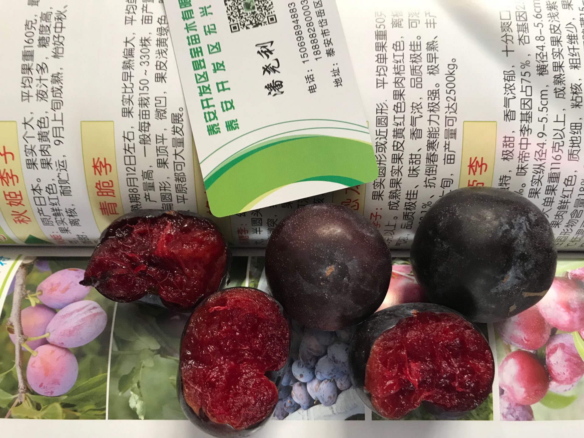 春季種植適應性強西梅李子苗 昆明