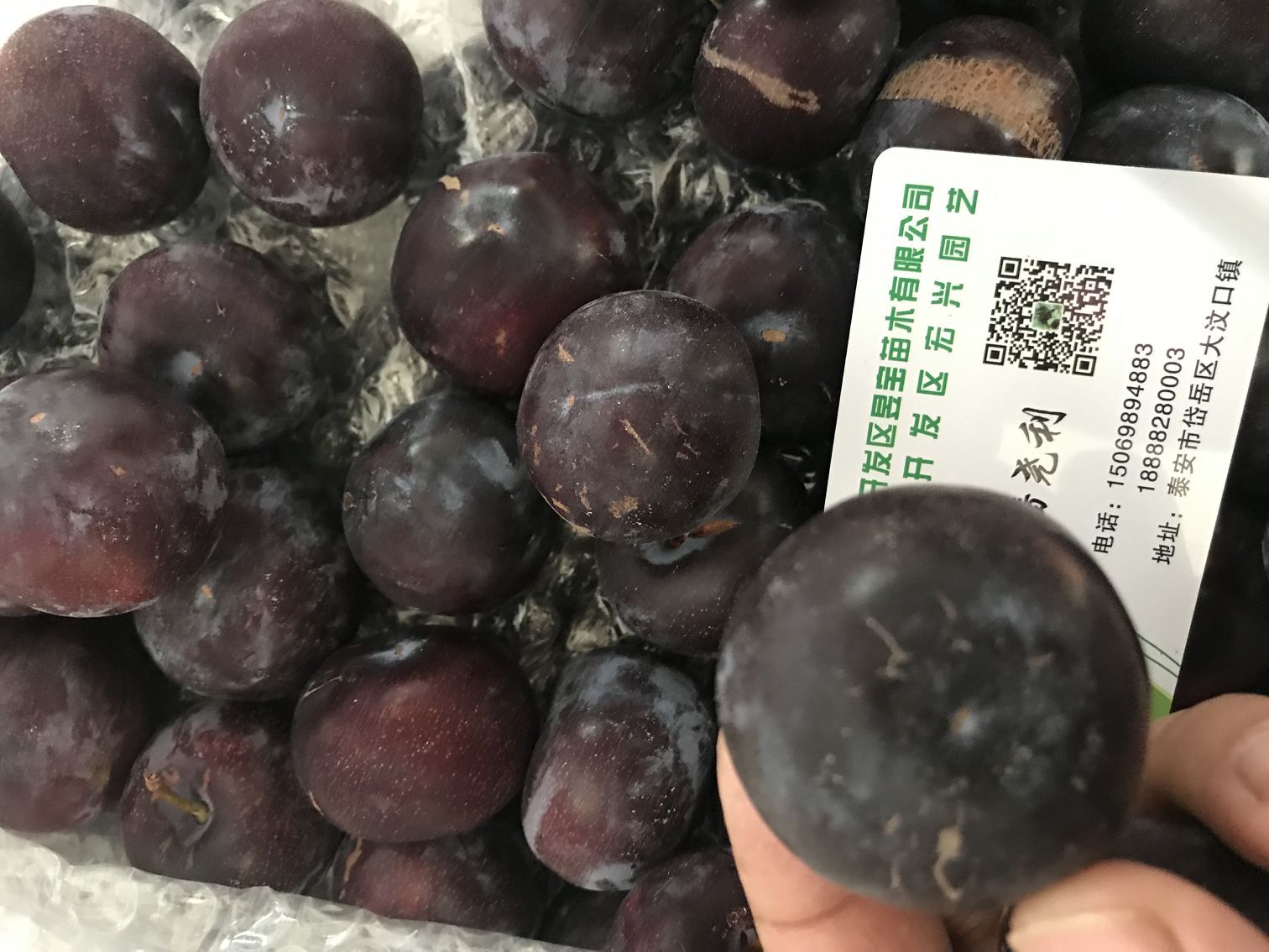 春季種植詳細(xì)報(bào)價(jià)當(dāng)年李子苗 
