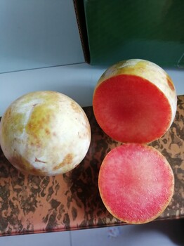 春季種植根腐病防治味皇杏李苗