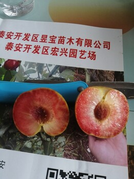 春季種植種植技術(shù)美國杏李樹苗洛陽