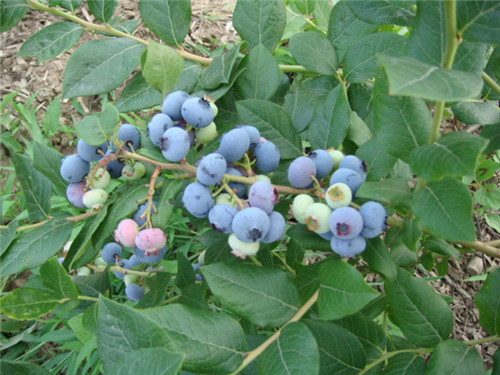 自家种植蓝莓苗 蓝莓种苗处理出售贵港