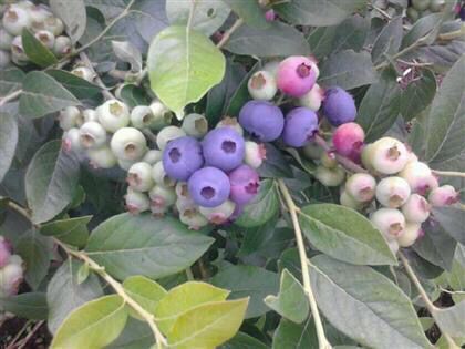 自家种植北方蓝莓苗 50 公分蓝莓苗缺锰缓救措施迪庆