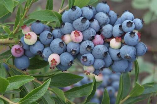 自家种植抗病蓝莓苗 奥尼尔蓝莓苗包成活来宾