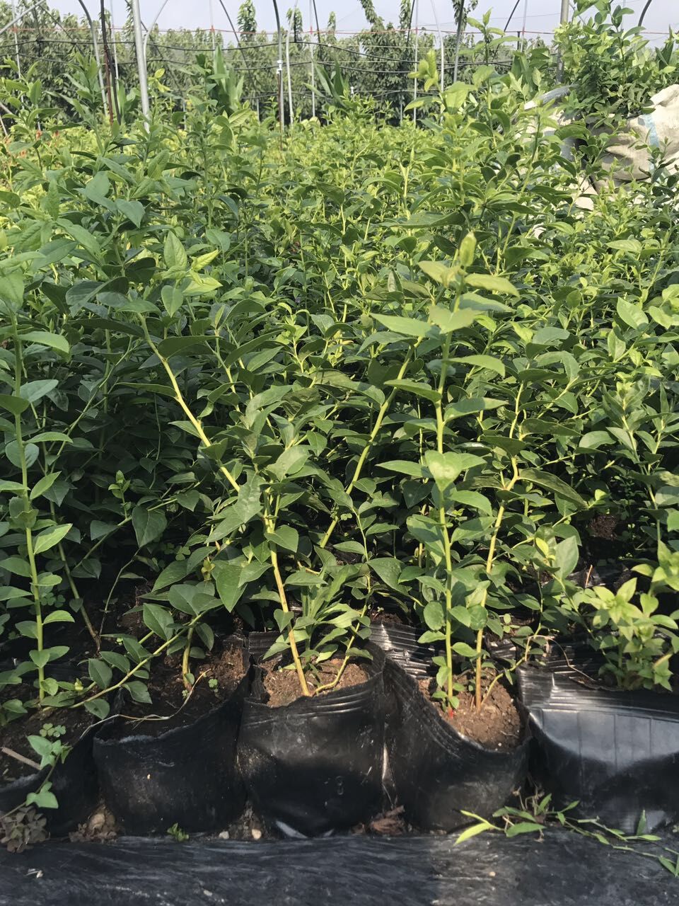 自家种植浆果蓝莓苗 60公分蓝莓苗品种特点舟山