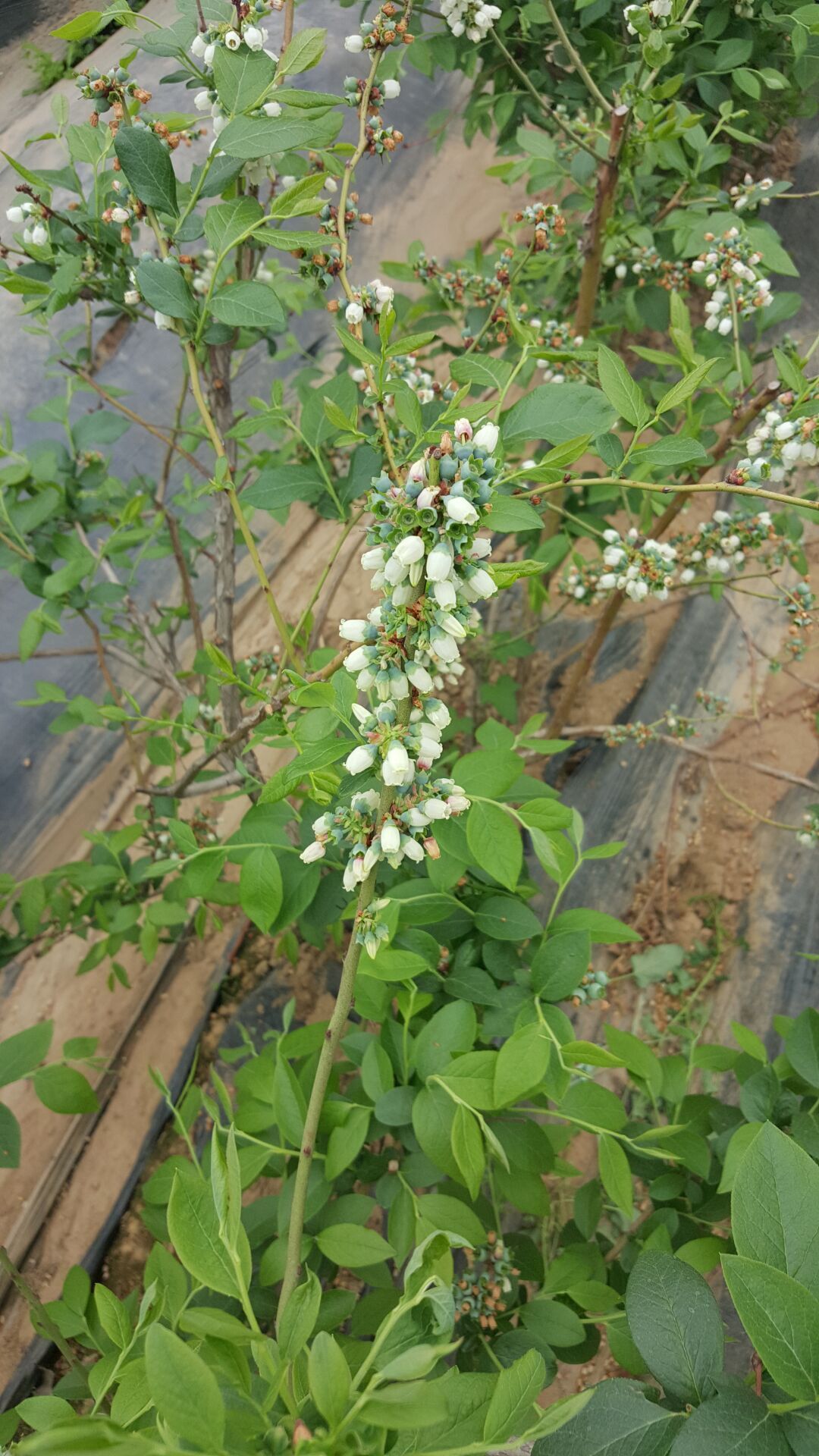 自家种植薄雾蓝莓苗 地栽蓝莓苗价格