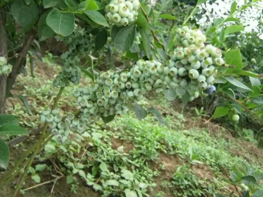 自家种植钱德勒蓝莓苗 生态园用蓝莓苗丰产西宁