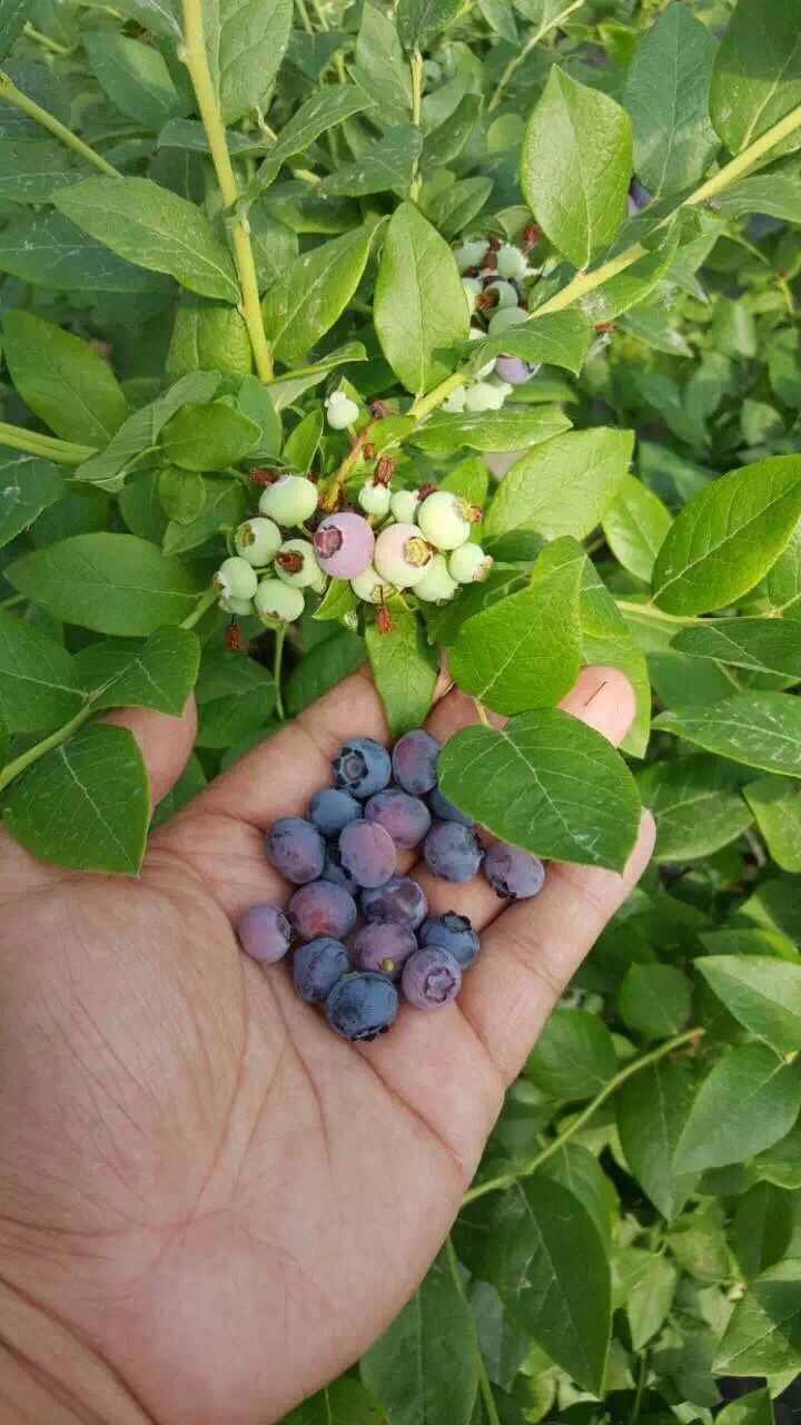 自家种植浆果蓝莓苗 60公分蓝莓苗缺铁性原理