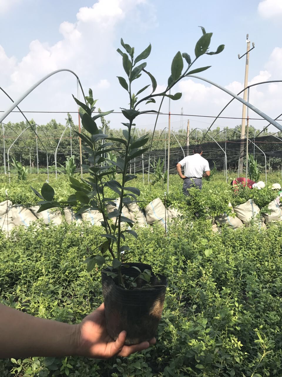 自家种植4年蓝莓苗 40公分蓝莓苗1年郴州