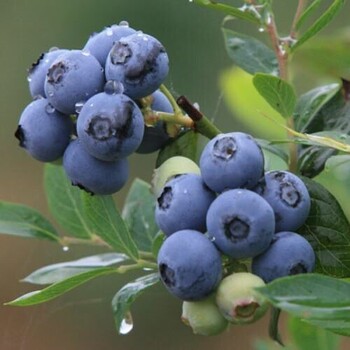 自家种植兔眼蓝莓苗蓝莓苗耐储存黔南布依族苗族自治州