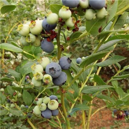 自家种植组培蓝莓苗 2年蓝莓苗使用比例营养杯蓝莓苗