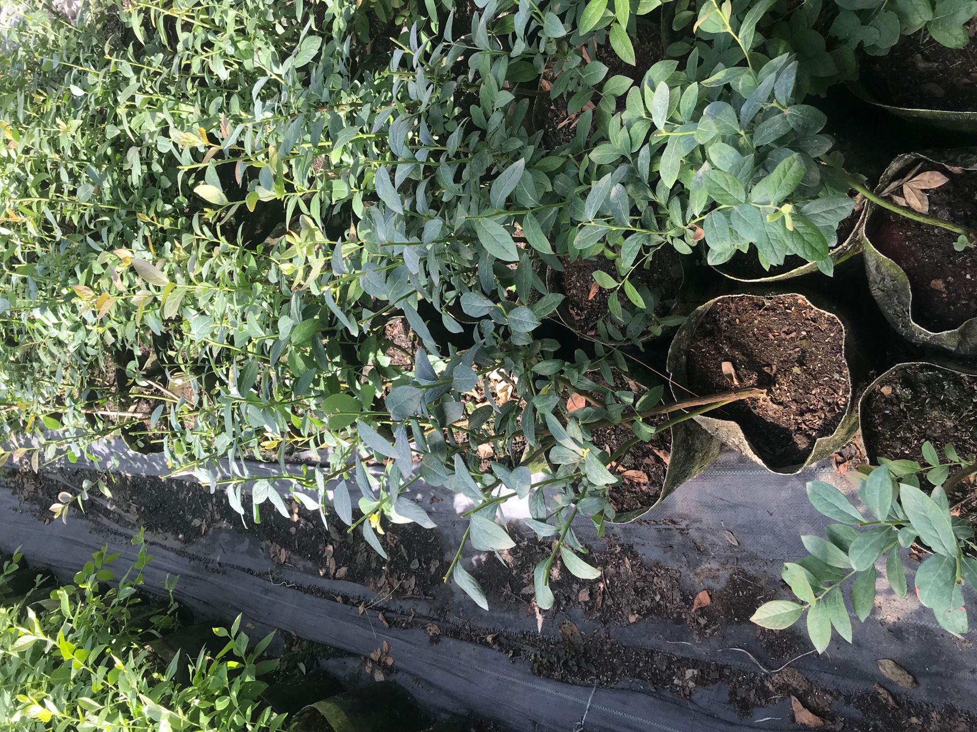 自家种植3年蓝莓苗 薄雾蓝莓苗微量元素的使用阿克苏地区