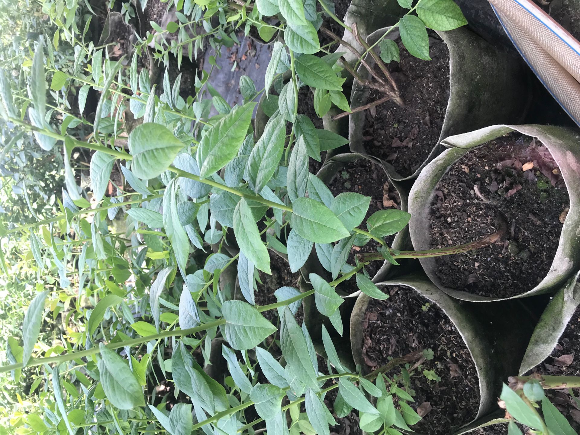自家种植3年蓝莓苗 薄雾蓝莓苗微量元素的使用阿克苏地区