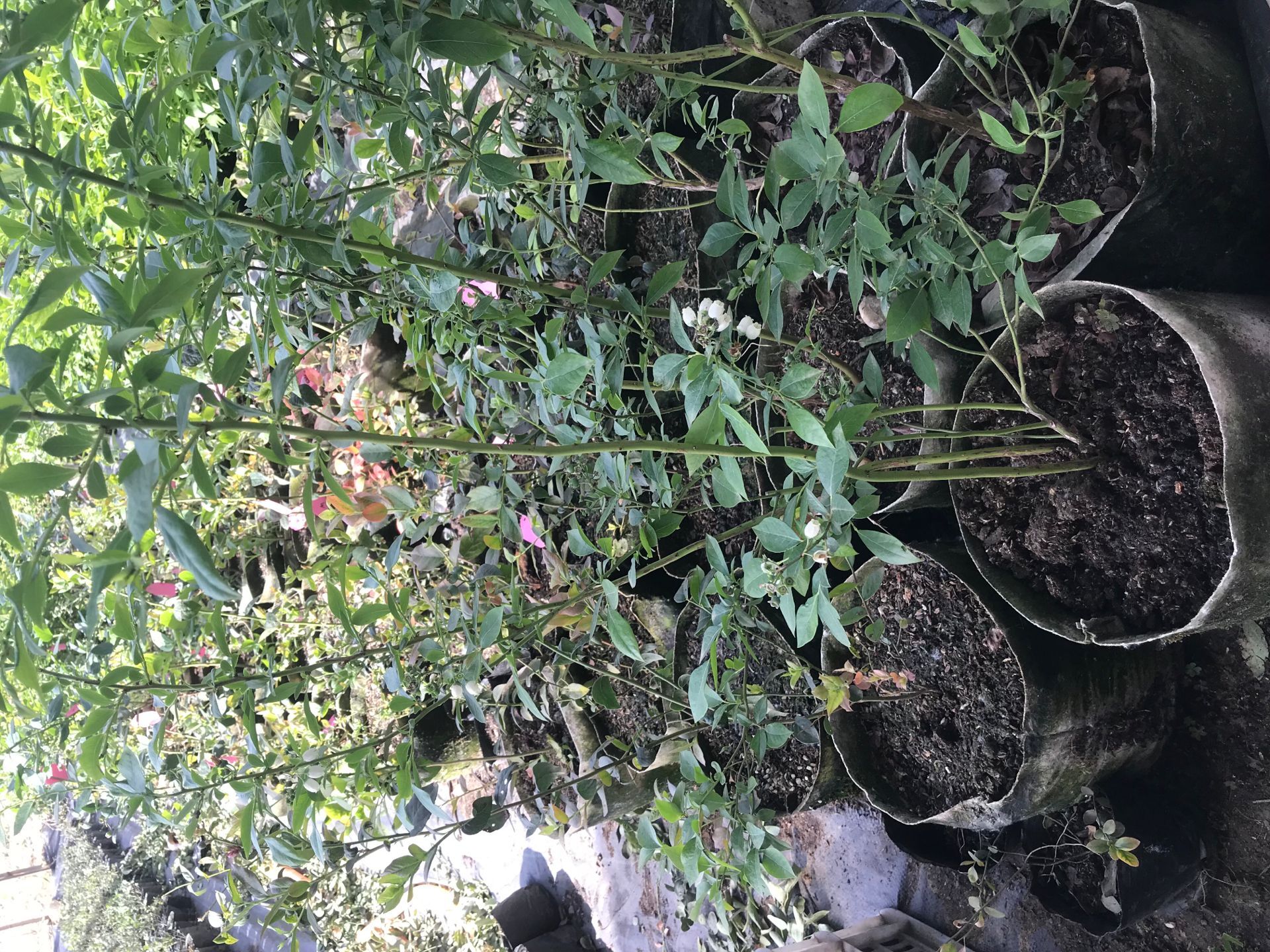 自家种植钱德勒蓝莓苗 生态园用蓝莓苗种植阜阳