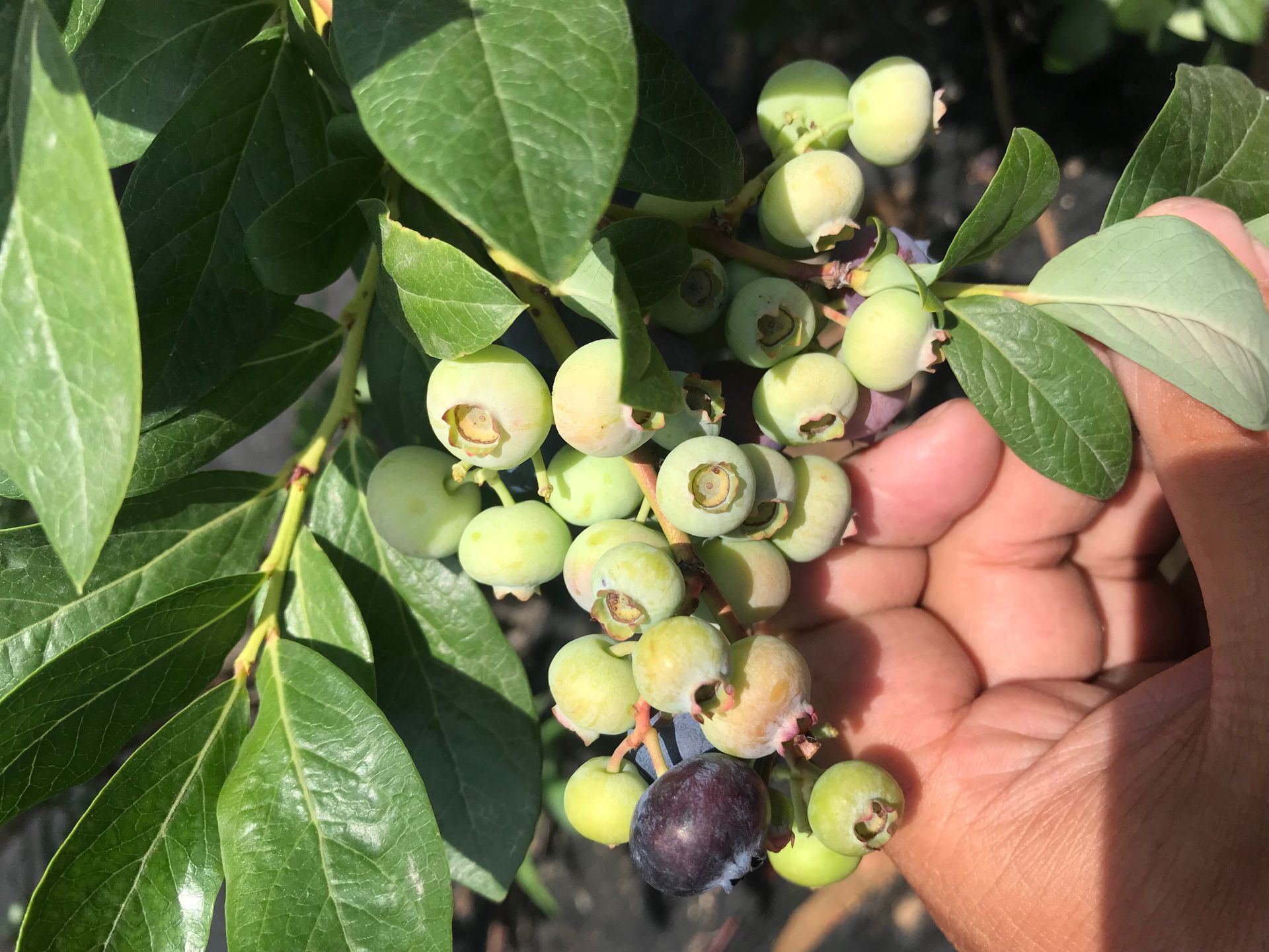 自家种植薄雾蓝莓苗 地栽蓝莓苗处理出售兔眼蓝莓苗