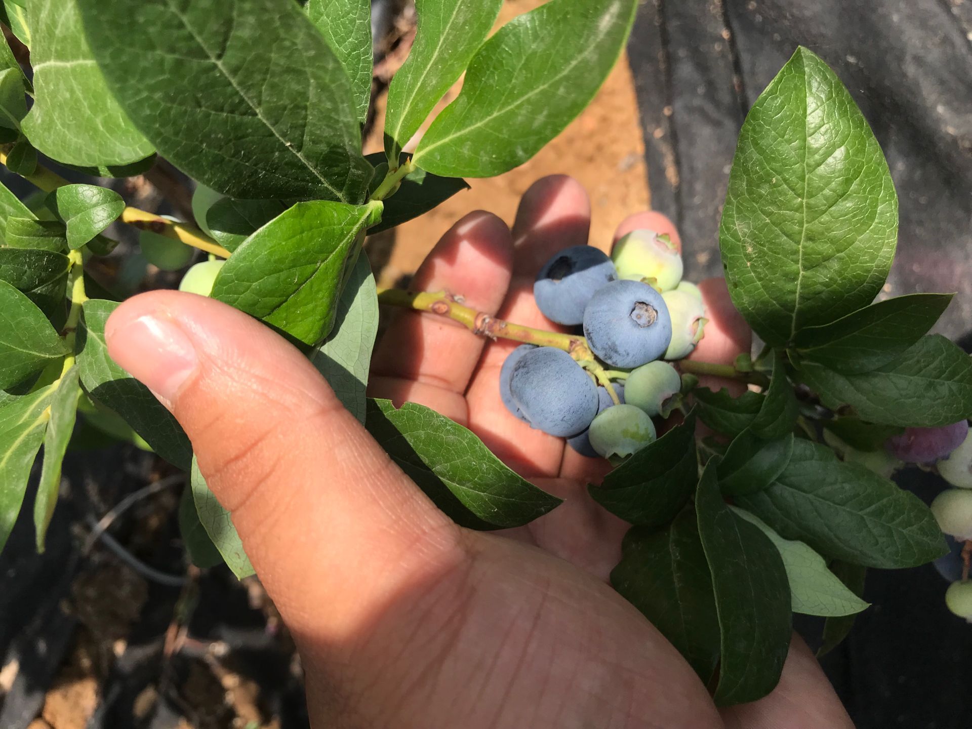 自家种植南方蓝莓苗 大果蓝莓苗2年延边自治州