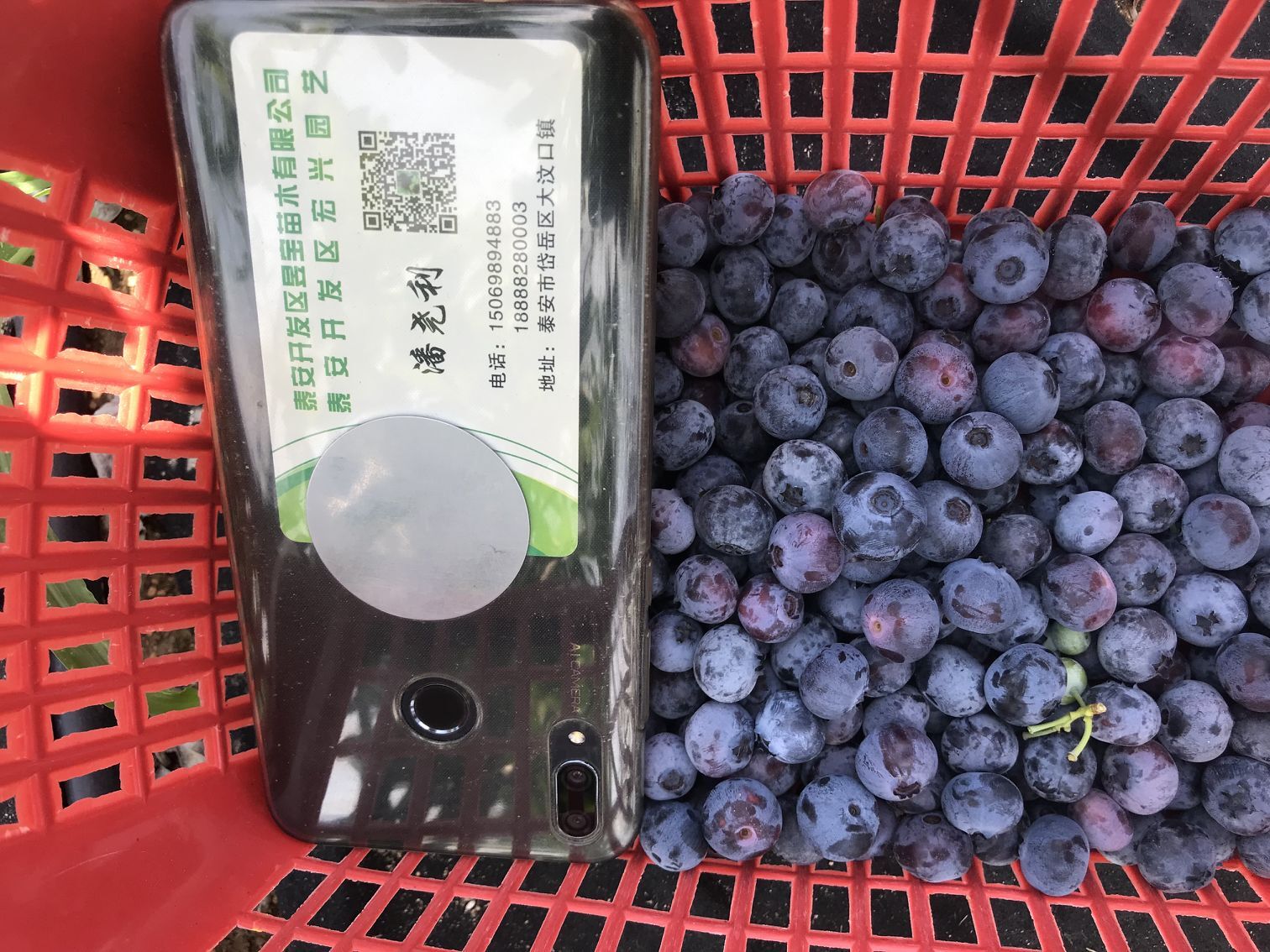 自家种植浆果蓝莓苗 60公分蓝莓苗缺铁性原理