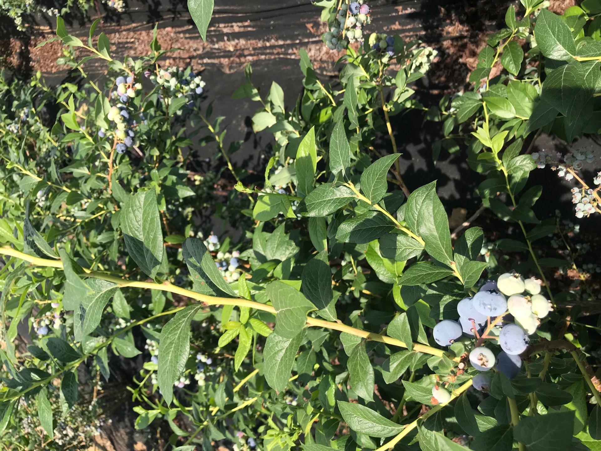 自家种植抗病蓝莓苗 奥尼尔蓝莓苗微量元素的使用日照