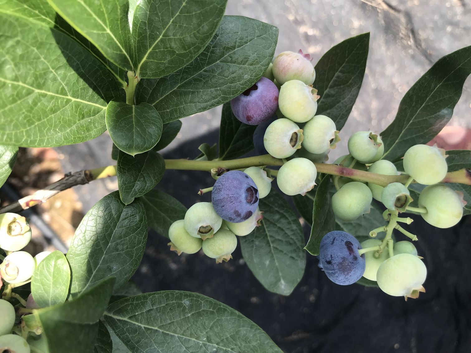 自家种植钱德勒蓝莓苗 生态园用蓝莓苗无病虫抗病蓝莓苗