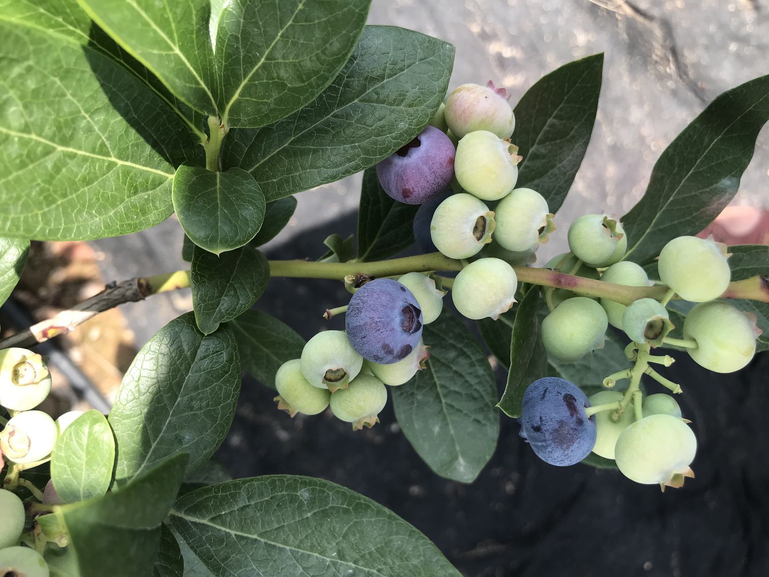 自家种植南方蓝莓苗 大果蓝莓苗详细修剪技术通辽