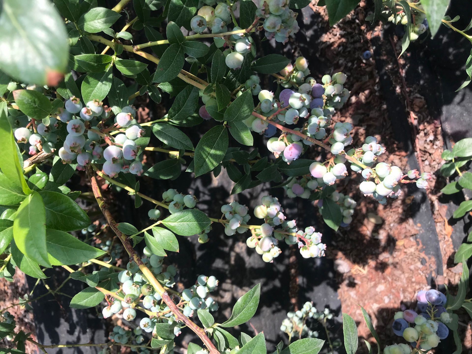 自家种植2年蓝莓苗 蓝莓苗缺锌补救措施海东地区