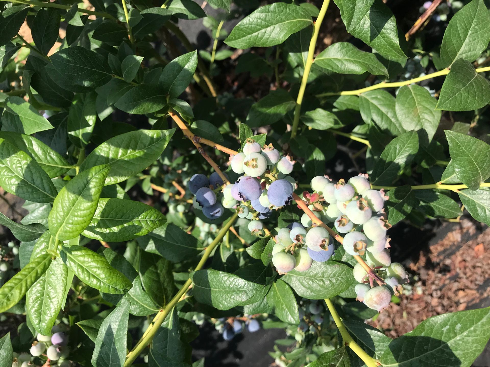 自家种植北方蓝莓苗 50 公分蓝莓苗缺铁性原理襄阳