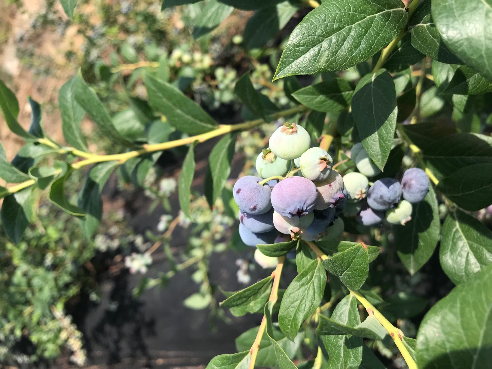 自家种植钱德勒蓝莓苗 生态园用蓝莓苗种植阜阳