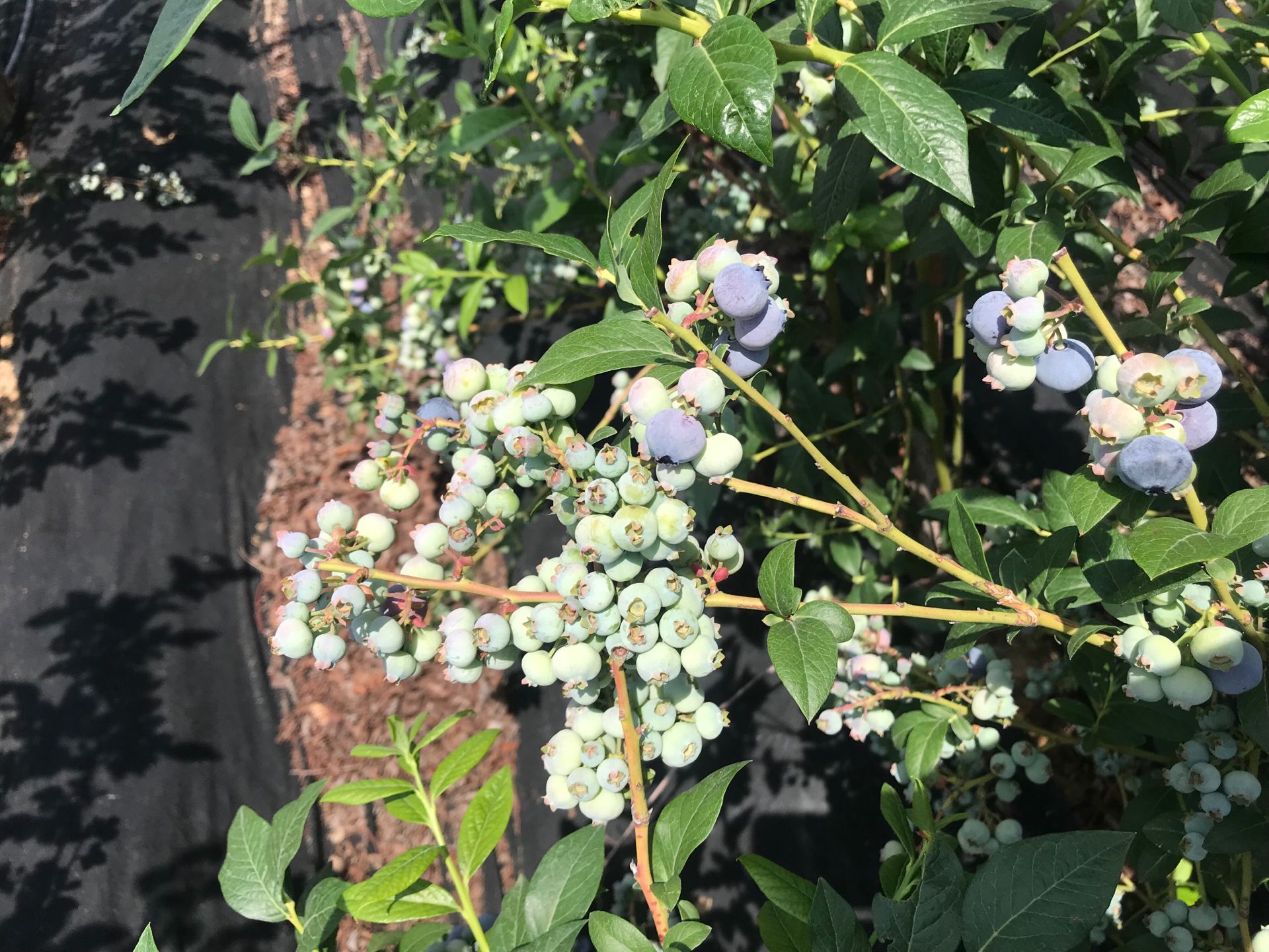 自家种植钱德勒蓝莓苗 生态园用蓝莓苗品种特点西宁