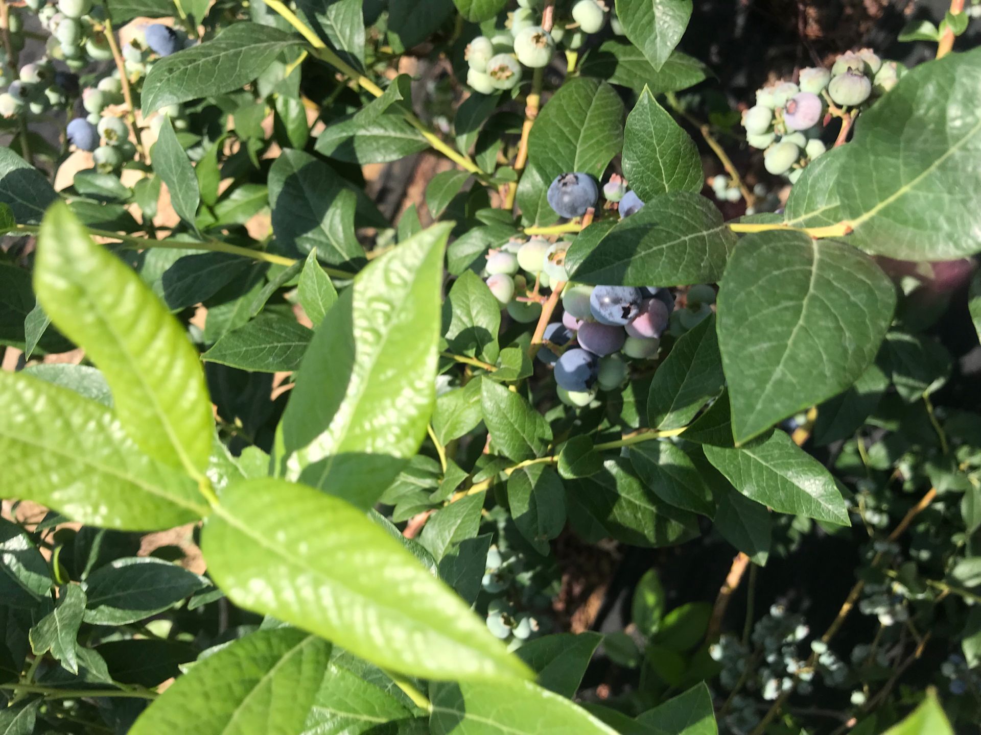 自家种植30公分蓝莓苗 盘穴蓝莓苗无病虫清远