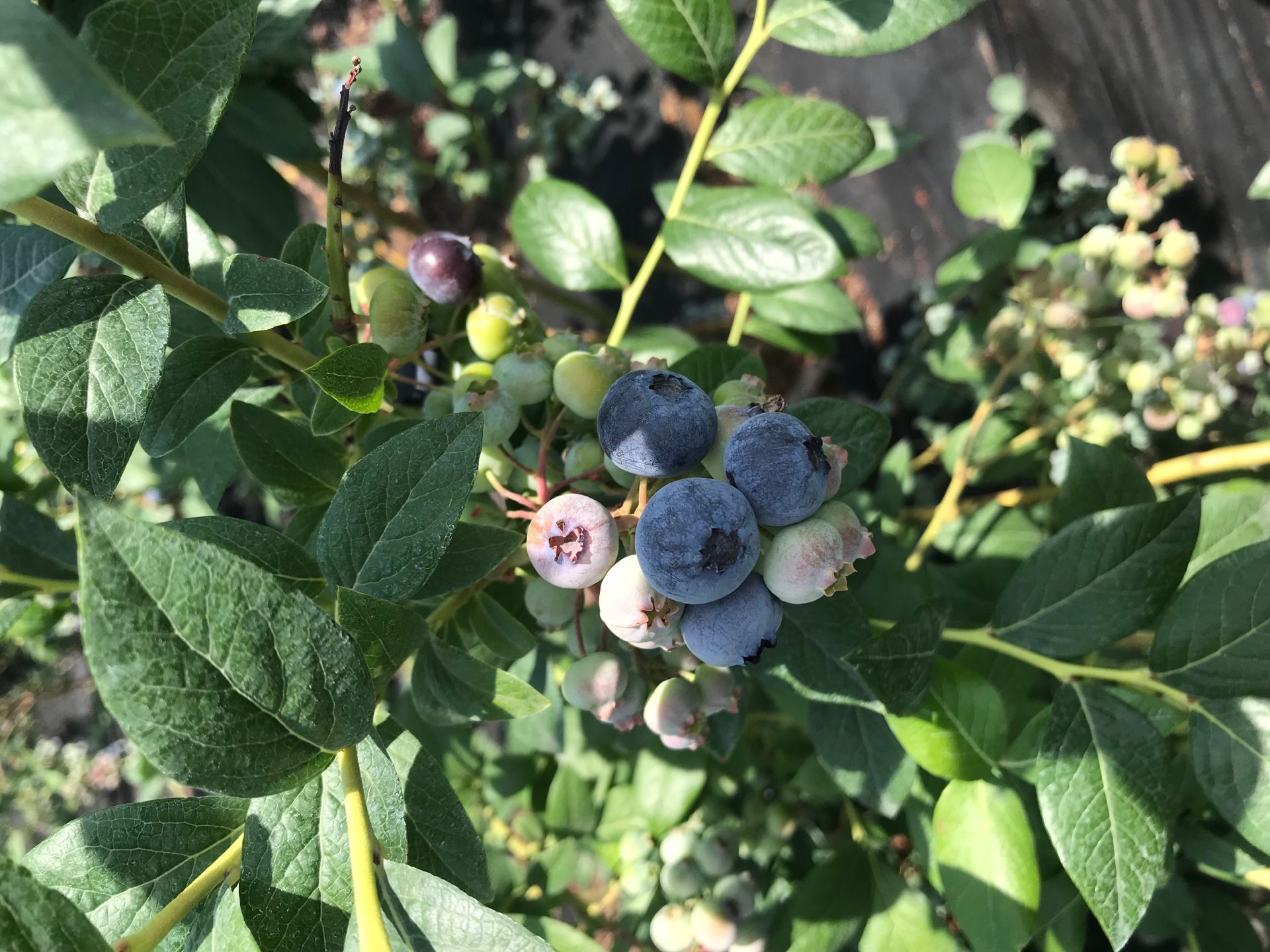 自家种植薄雾蓝莓苗 地栽蓝莓苗规格