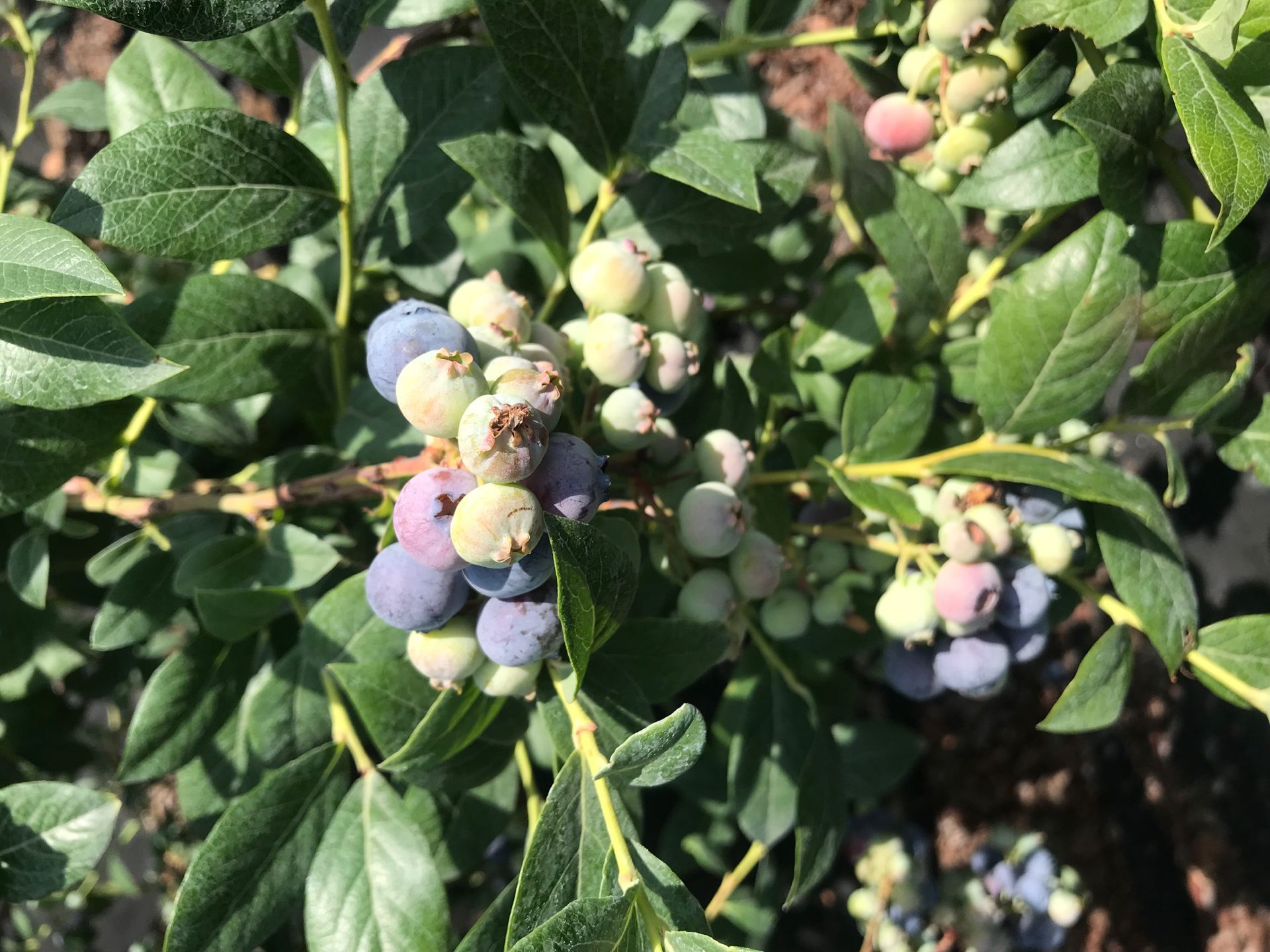 自家种植浆果蓝莓苗 60公分蓝莓苗品种特点舟山