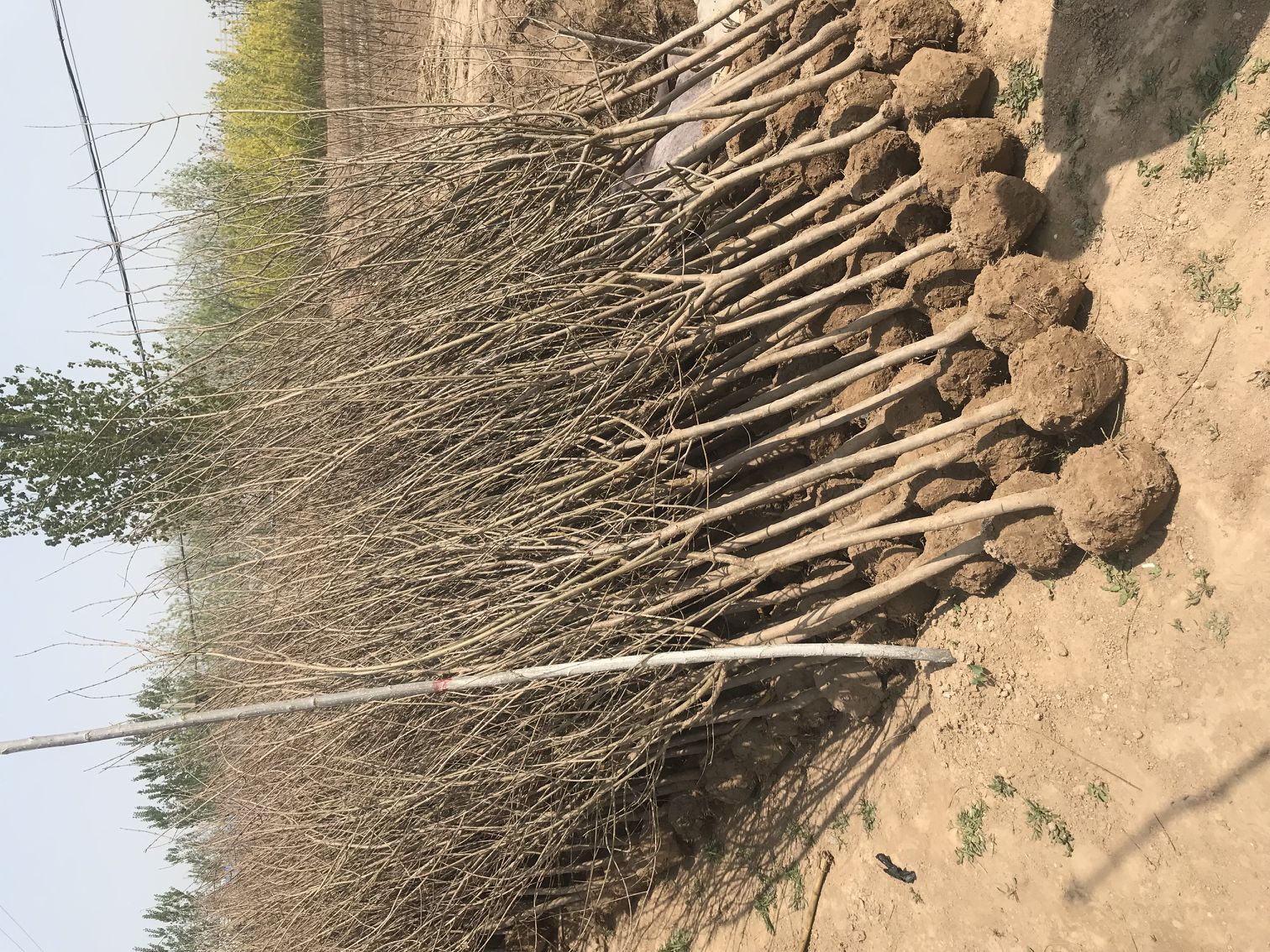 南北方栽植盆景石榴树 石榴花树苗控制生长速度