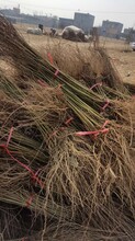 南北方栽植蒙阳红石榴苗5公分石榴树苗品种齐全