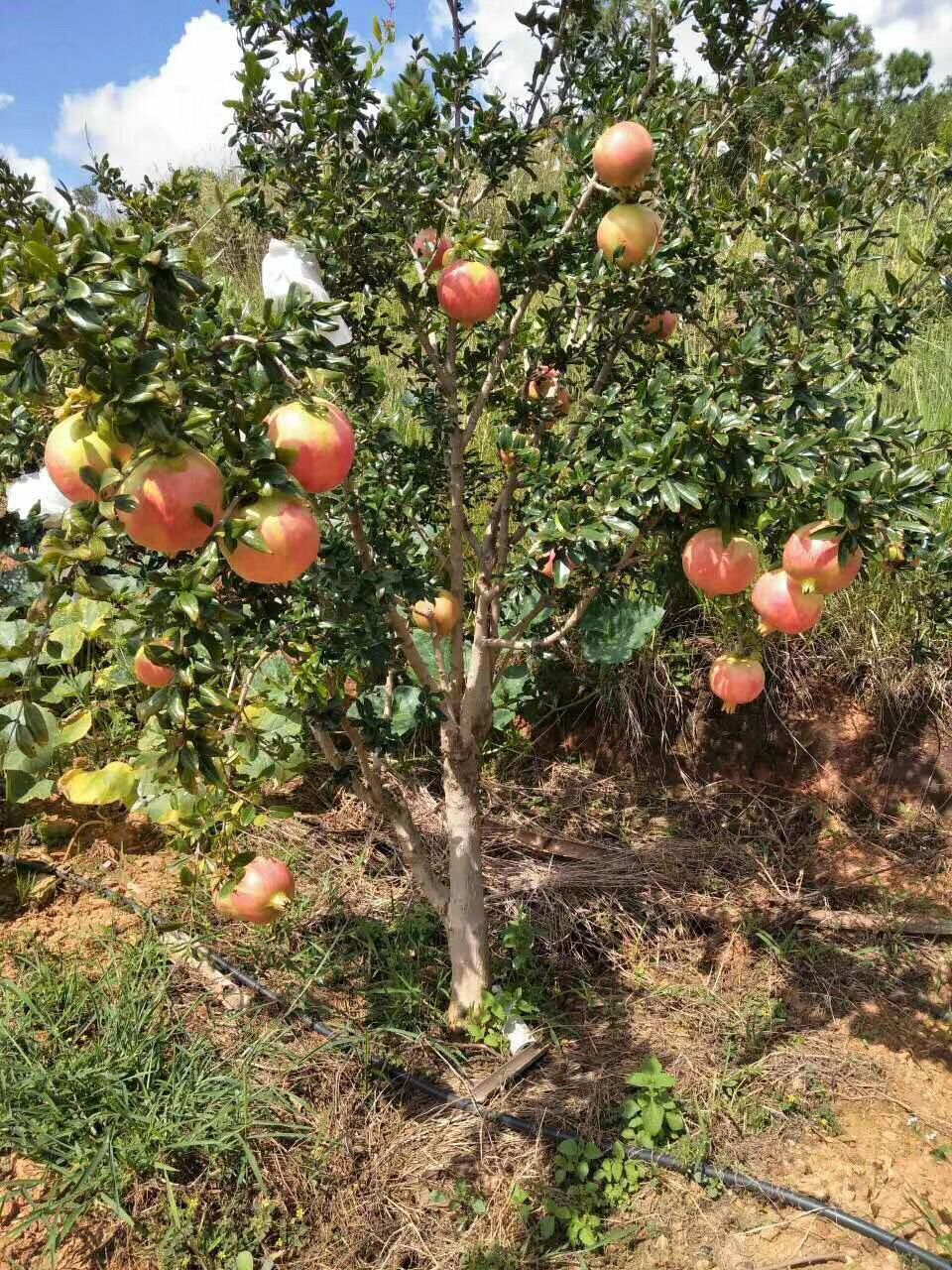 南北方栽植无籽水晶石榴苗 石榴小苗包成活