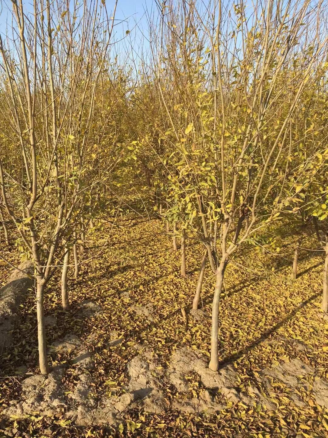 南北方栽植石榴花苗 观赏石榴树苗农家肥和复合肥的使用